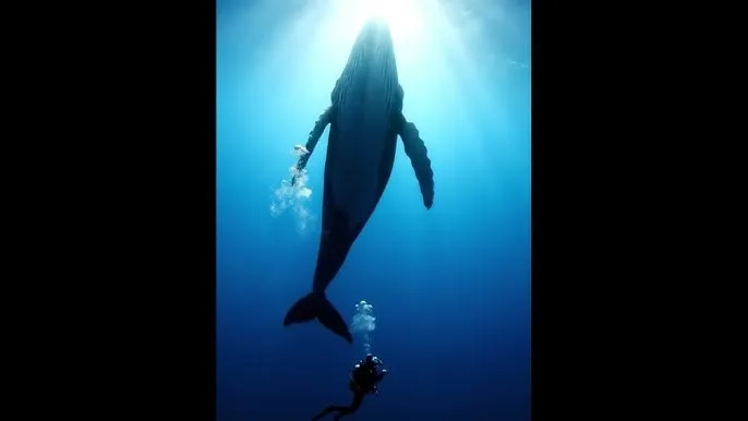 葫芦视频 - 深蓝星球：探索海洋深处的未知世界